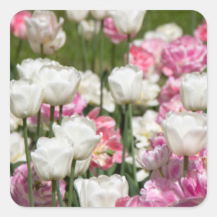 Heldere witte en roze tulpen op een zonnige dag vierkante sticker