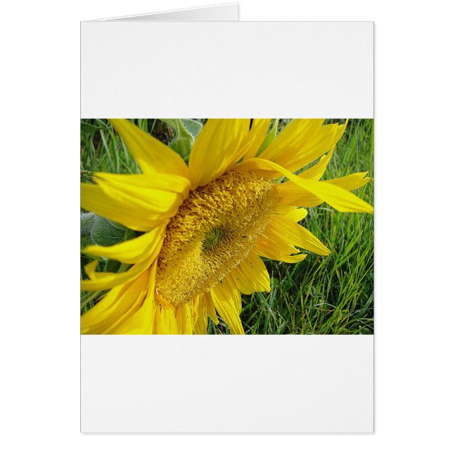 Heldere zonnebloem (Voorkant)