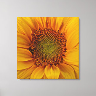 Heldere zonnebloem canvas afdruk