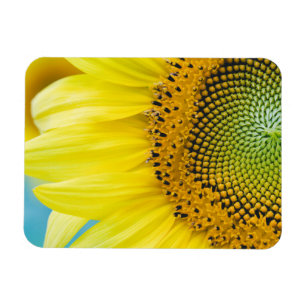 Heldere zonnebloem magneet