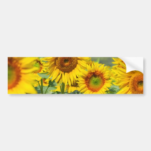 Heldere zonnebloemen bumpersticker (Voorkant)