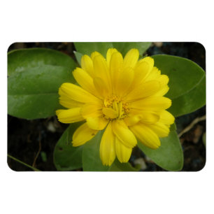 Heldergeel Marigold Premium Magnet Magneet