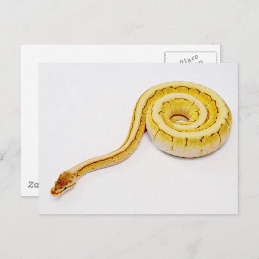 Heldergele doorbraakpython briefkaart (Voorkant / Achterkant)