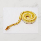 Heldergele doorbraakpython briefkaart (Voorkant)