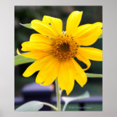 Heldergele zonnebloem poster (Voorkant)