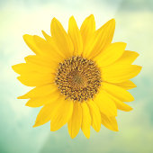 Heldergele zonnebloem raamsticker (Vel 3)