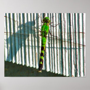 Heldergroene dragonfly sluit Natuur op Poster