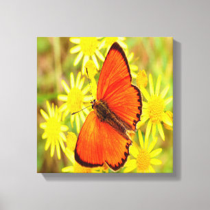 Helderheid Oranje gele vlinderbloemen Canvas Afdruk