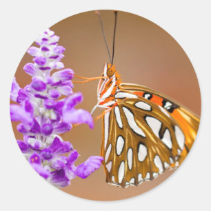 Helderheid Oranje Golfvlindervlinder Ronde Sticker