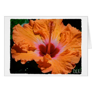 Helderheid Oranje Hibiscus Flower/Floral Art/