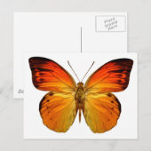 Helderheid Oranje vlinder Briefkaart (Voorkant / Achterkant)