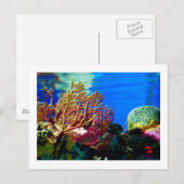 Helderkoraal Briefkaart (Voorkant / Achterkant)
