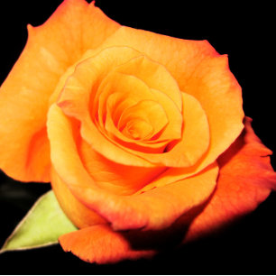 Helderlijk Oranje Roos Muismat