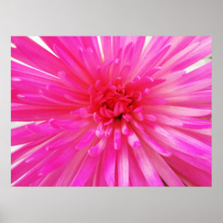 Helderneonroze Football Mum Flower Close-up Poster
