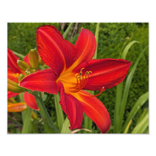 Helderoranje bloem Daglelie Bloemstuk Foto Afdruk