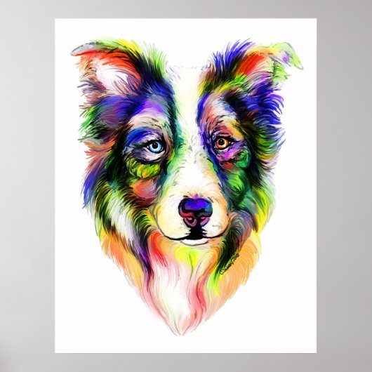 Helderrand Collie-Poster Poster (Voorkant)