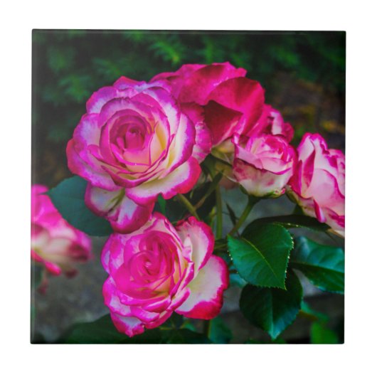 Helderrode en witte Rozen Tegeltje (Voorkant)