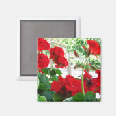 Helderrode Geraniums Tuin Gift Magnet Magneet (Voorkant / Achterkant)