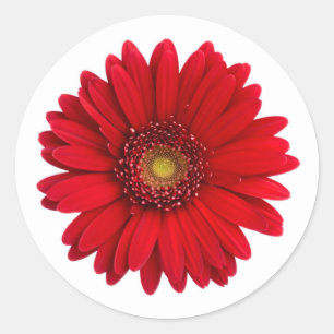 Helderrode Gerbera Daisy Flower Ronde Sticker
