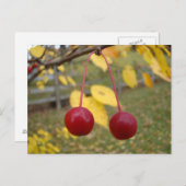 Helderrode krab Apples Postage Kaart (Voorkant / Achterkant)