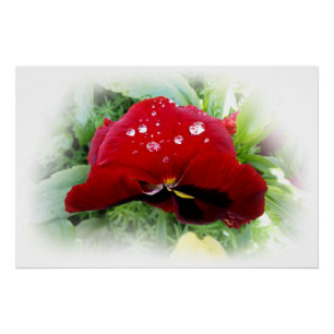 Helderrode pansie perfect poster