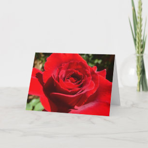 Helderrode rode rozenbloem mooie Floral Kaart