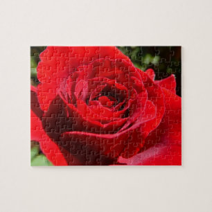 Helderrode rode rozenbloem mooie Floral Legpuzzel