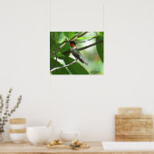 Helderrode roodkever poster (Keuken)