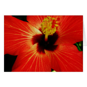 Helderrood Oranje Hibiscus Flower