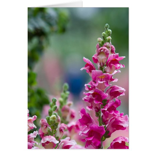 Helderroze Foxglove  Flowers (Voorkant)
