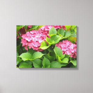 Helderroze hydrangeas canvas afdruk