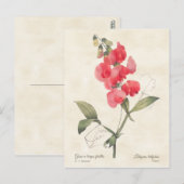 Helderroze  peulvruchten briefkaart (Voorkant / Achterkant)