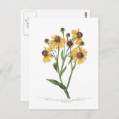 Helenium Briefkaart (Voorkant / Achterkant)