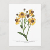 Helenium Briefkaart (Voorkant)