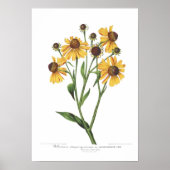 Heleniumatropurpureum Poster (Voorkant)