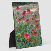 Heleniumbloemen Fotoplaat (Zijkant)