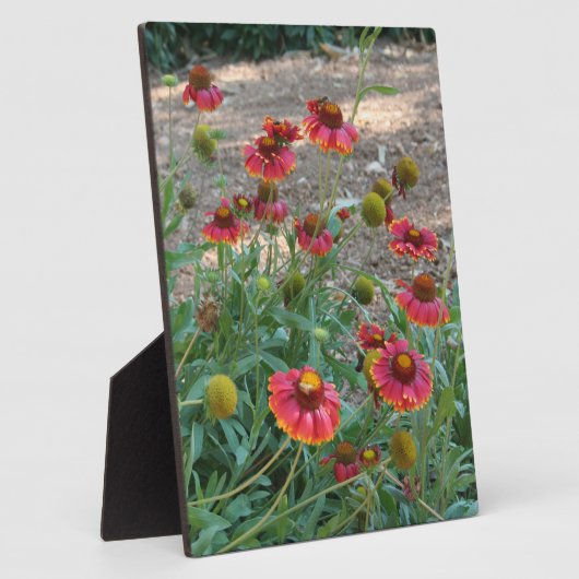 Heleniumbloemen Fotoplaat (Zijkant)