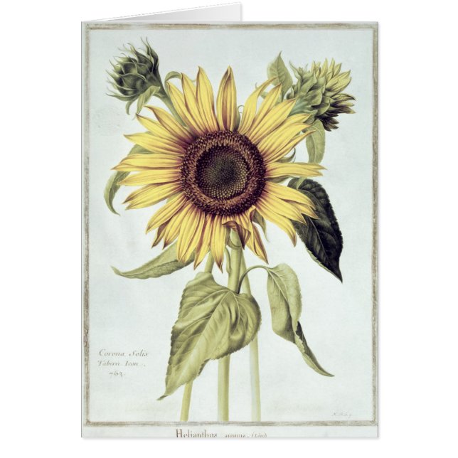 Helianthus annuus de 'Velins du Roi Vol.36' (Devant)