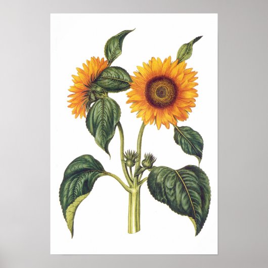 Helianthus annuus poster (Voorkant)