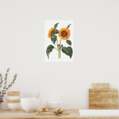 Helianthus annuus poster (Keuken)