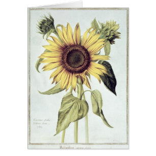 Helianthus Annuus uit "Velins du Roi Vol.36"