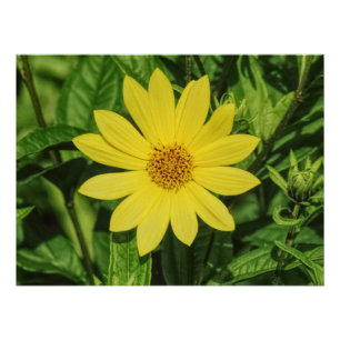 Helianthus 'Lemon Queen' Zonnebloem Perfect Poster