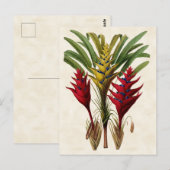 Heliconia  Botanisch Briefkaart (Voorkant / Achterkant)