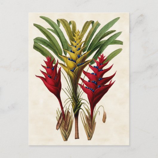 Heliconia  Botanisch Briefkaart (Voorkant)