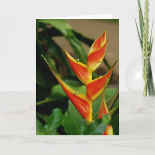 Heliconia, carte blanche (Devant)