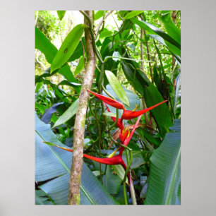 Heliconia en Vanilla Orchid Vine Poster