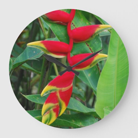 Heliconia Grote Klok (Voorkant)