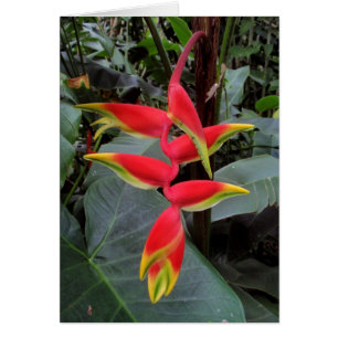 Heliconia hawaïen