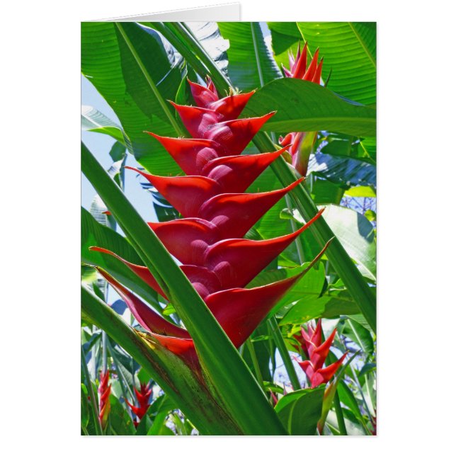 Heliconia hawaïen (Devant)