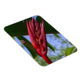 Heliconia Lobster Claw Magnet (Côté Droit)